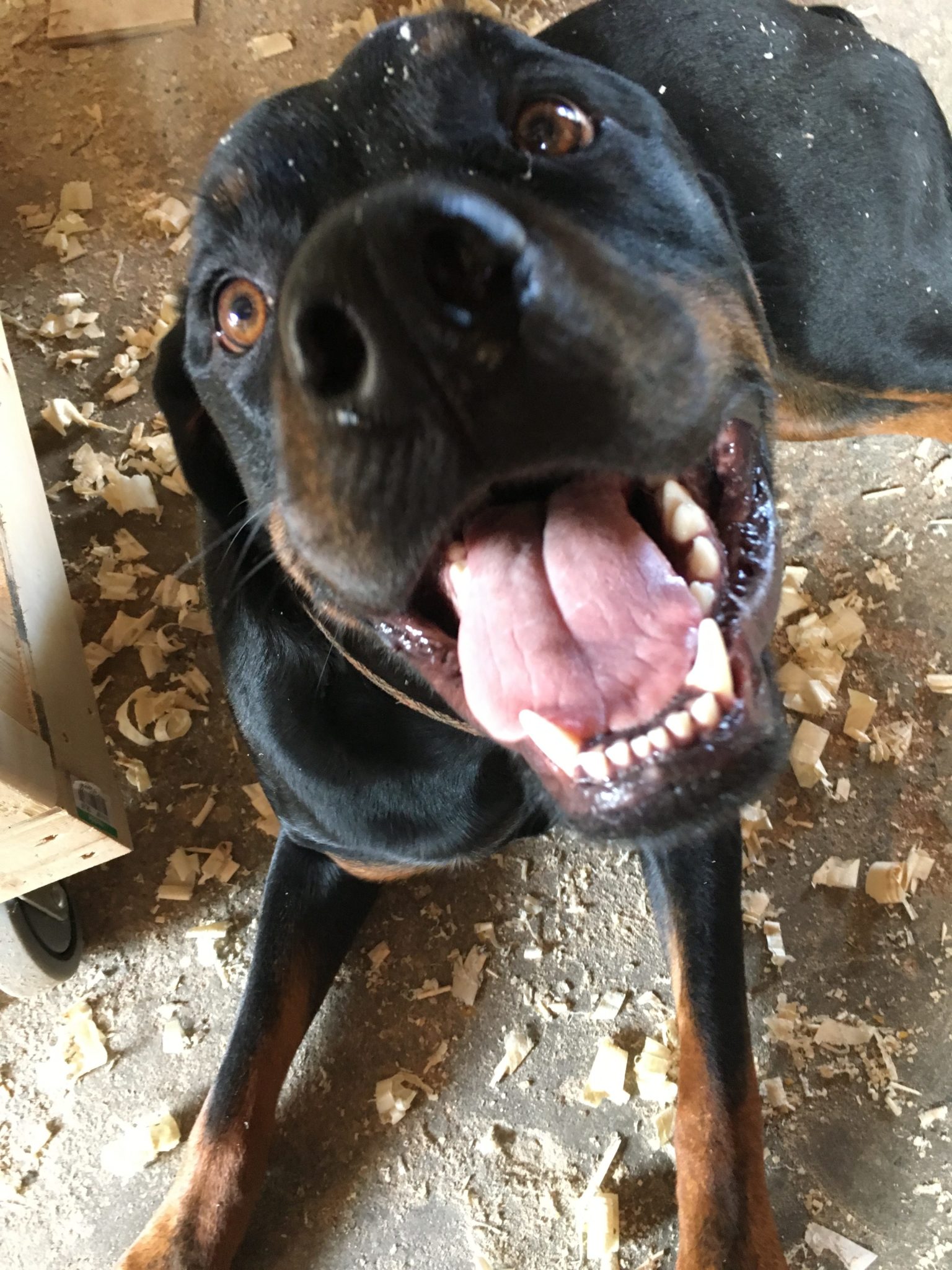My shopweiler, Basil. 
Sometimes you just work better with company.